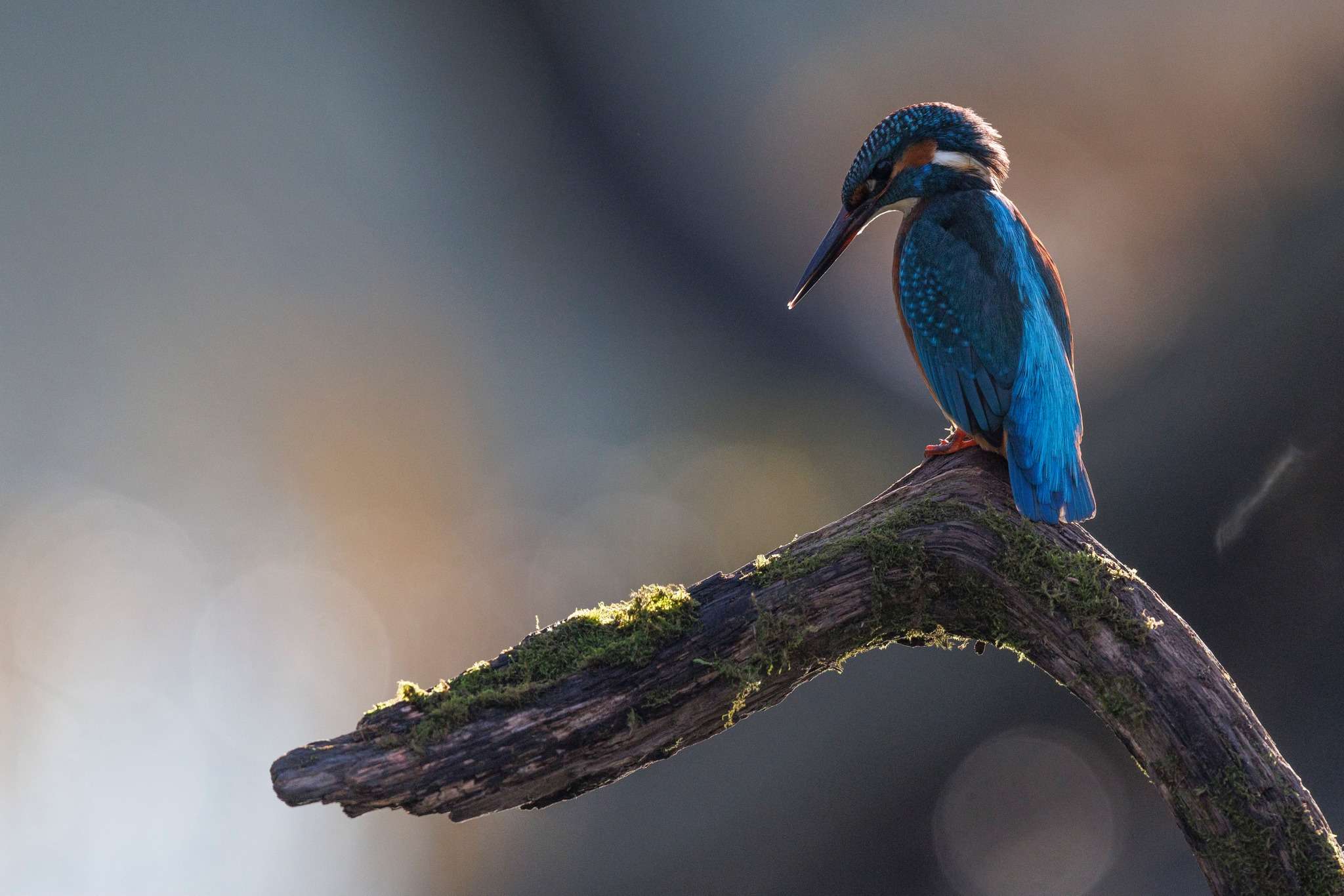 D&eacute;couverte des oiseaux
