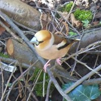 photo oiseau