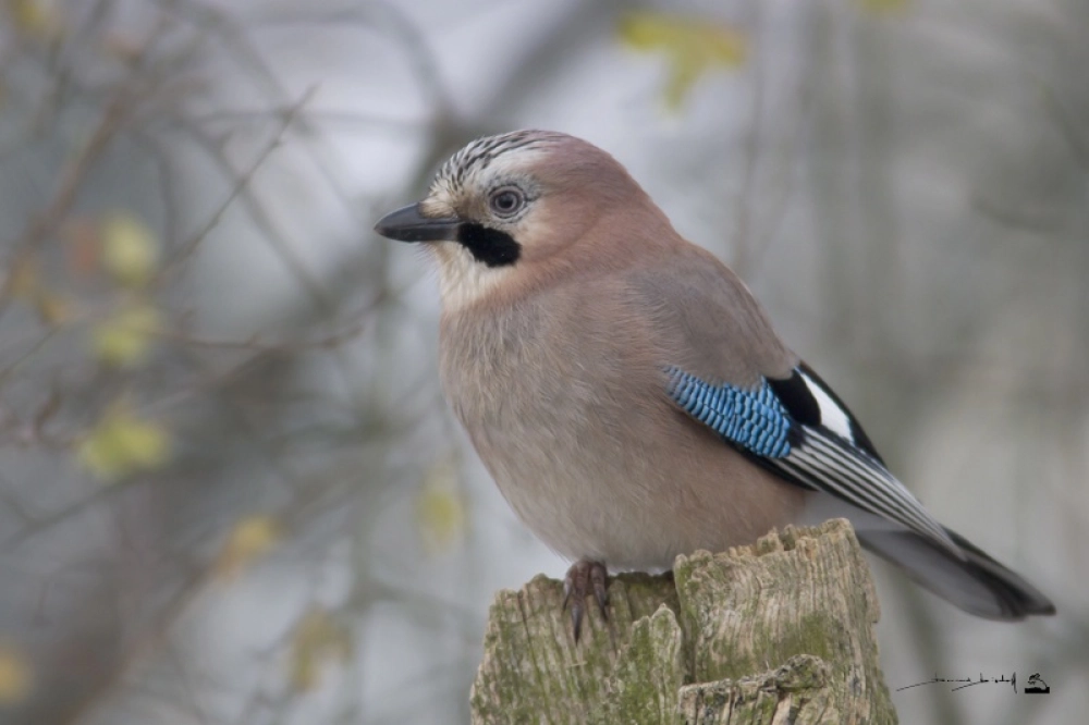 Sortie ornithologique
